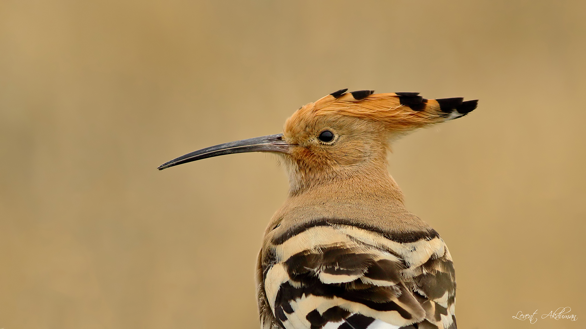 Eurasian Hoopoe
